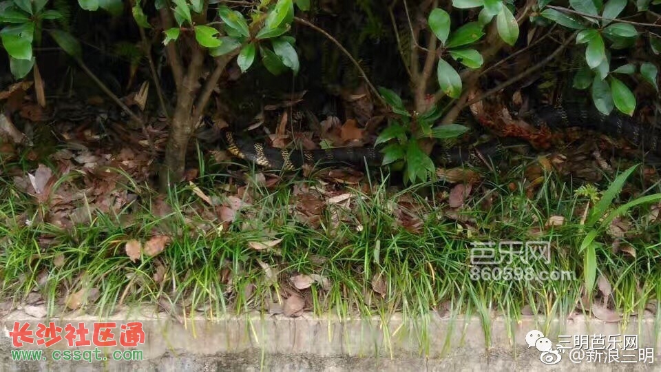 Y雅黑